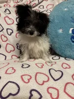 Lola, a female Maltipom for sale in Summer Shade, KY – 10 of 10