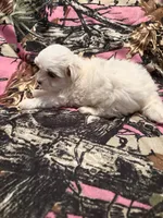 Blossom , a female Maltese for sale in Summer Shade, KY – 4 of 5