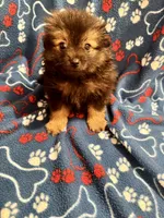 Fluffy , a male Pomeranian for sale in Summer Shade, KY – 4 of 7