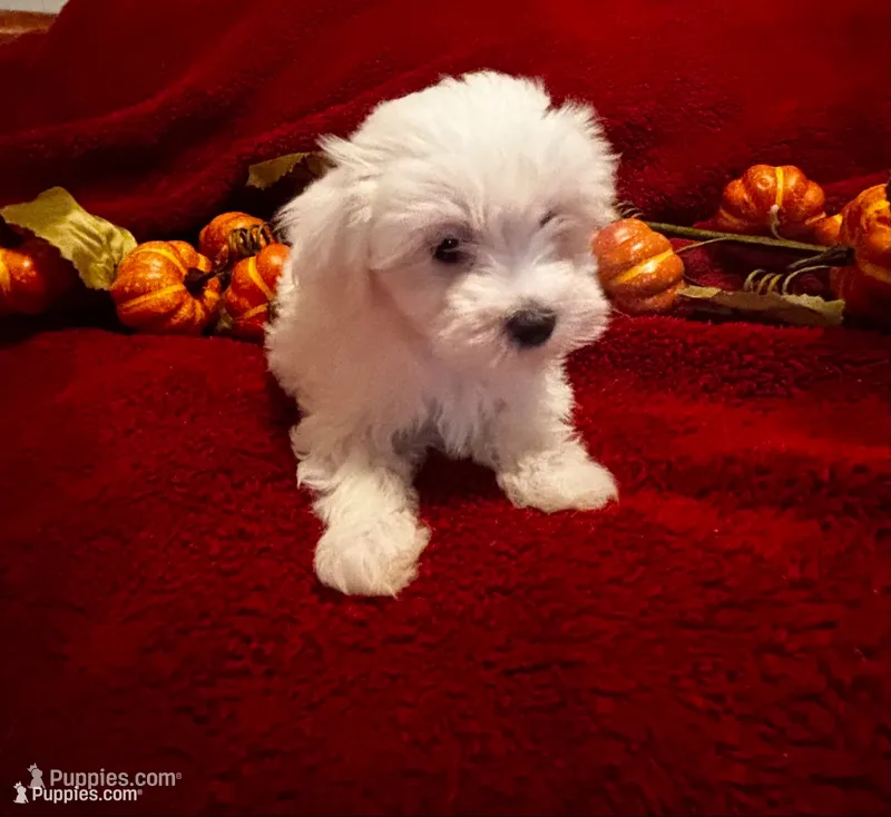 REDUCED. Prissy CKC  – Maltese puppy for sale in Summer Shade, KY