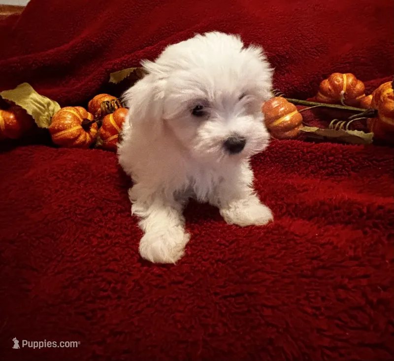 Prissy  – Maltese puppy for sale in Summer Shade, KY