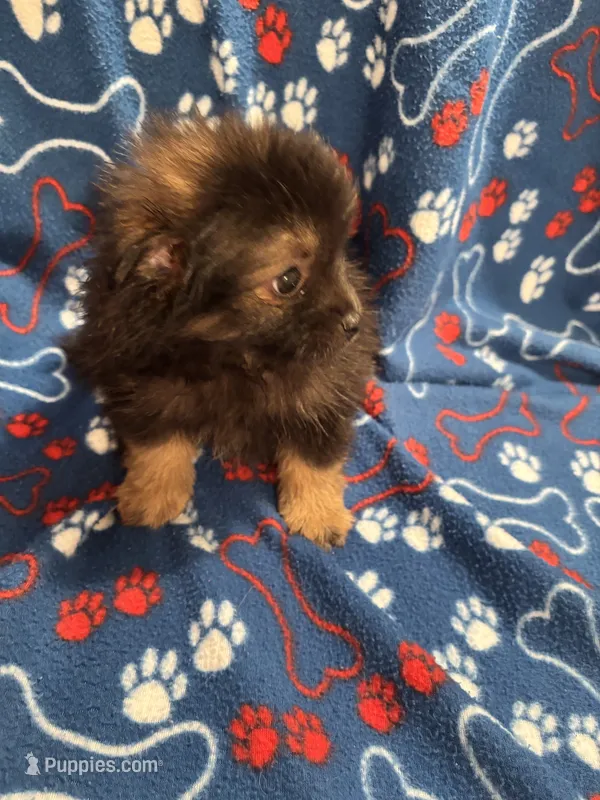 CKC. REDUCED Fluffy  – Pomeranian puppy for sale in Summer Shade, KY