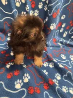 Fluffy , a male Pomeranian for sale in Summer Shade, KY – 5 of 7