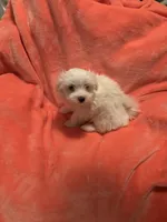 Snowball utd pix. REDUCED , a male Maltese for sale in Summer Shade, KY – 5 of 10