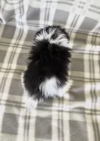 Parti Boy, a male Maltipom for sale in Summer Shade, KY – 7 of 8