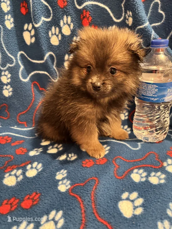 Bouncy Micky – Pomeranian puppy for sale in Summer Shade, KY