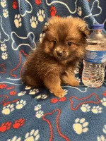 Bouncy Micky, a male Pomeranian for sale in Summer Shade, KY – 4 of 8