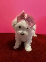REDUCED. Prissy CKC , a female Maltese for sale in Summer Shade, KY – 3 of 9