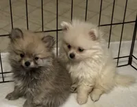 Penny, a female Pomeranian for sale in Summer Shade, KY – 4 of 8