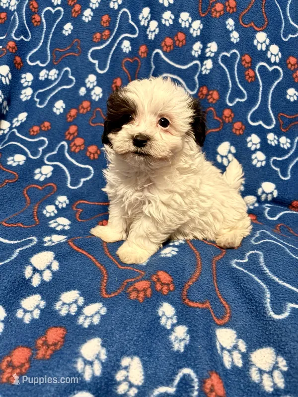 Spot  – Maltipoo puppy for sale in Summer Shade, KY