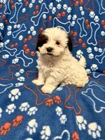 Spot , a male Maltipoo for sale in Summer Shade, KY – Photo 1 of 6