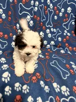Spot , a male Maltipoo for sale in Summer Shade, KY – Photo 5 of 6
