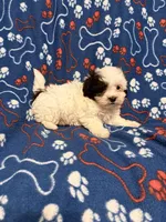 Spot , a male Maltipoo for sale in Summer Shade, KY – Photo 4 of 6