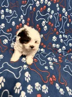 Spot , a male Maltipoo for sale in Summer Shade, KY – Photo 6 of 6