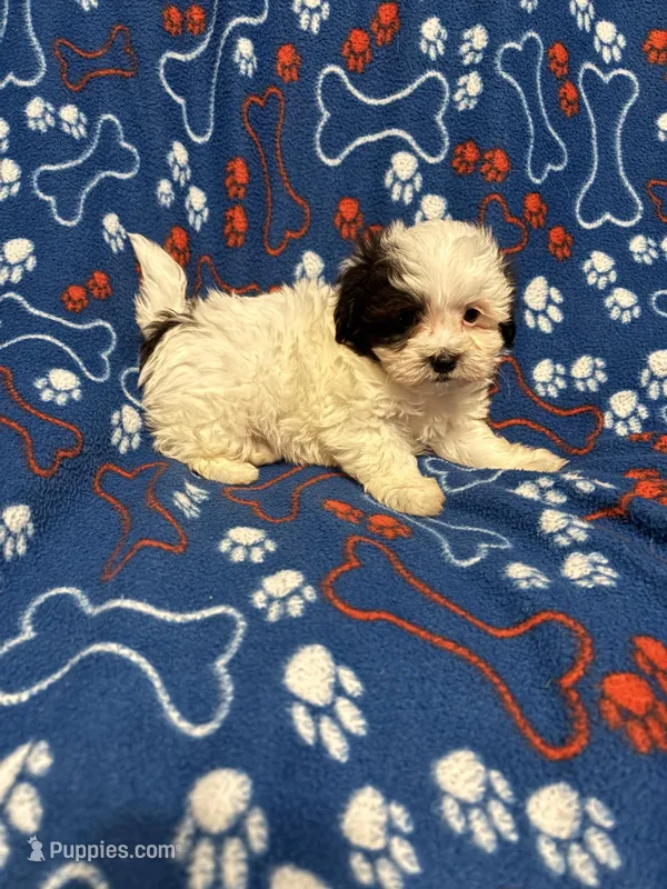 Spot  – Maltipoo puppy for sale in Summer Shade, KY