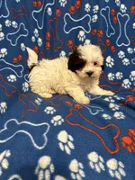 Spot , a male Maltipoo for sale in Summer Shade, KY – Photo 3 of 6