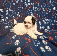 Spot , a male Maltipoo for sale in Summer Shade, KY – Photo 2 of 6