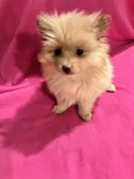Sunshine , a female Pomeranian for sale in Summer Shade, KY – 2 of 9