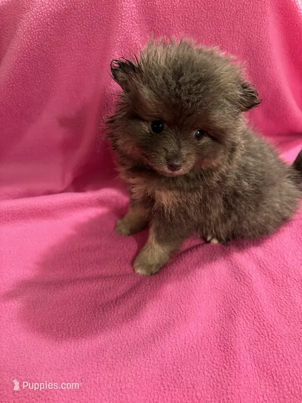Brandy – Pomeranian puppy for sale in Summer Shade, KY