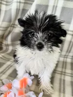 Lola, a female Maltipom for sale in Summer Shade, KY – 2 of 7
