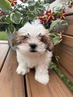 Precious , a female Mal Shi for sale in Summer Shade, KY – 7 of 7