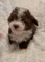 Pocket Pistols , a male Poodle - Toy  for sale in Summer Shade, KY – Photo 2 of 7