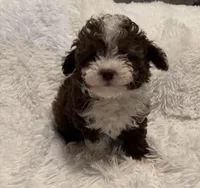 Pocket Pistols , a male Poodle - Toy  for sale in Summer Shade, KY – Photo 3 of 7