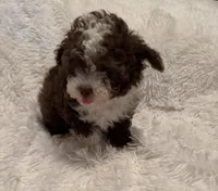 Pocket Pistols , a male Poodle - Toy  for sale in Summer Shade, KY – Photo 4 of 7