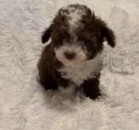 Pocket Pistols , a male Poodle - Toy  for sale in Summer Shade, KY – Photo 5 of 7