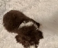 Pocket Pistols , a male Poodle - Toy  for sale in Summer Shade, KY – Photo 7 of 7