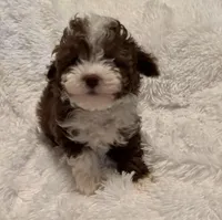 Pocket Pistols , a male Poodle - Toy  for sale in Summer Shade, KY – Photo 6 of 7