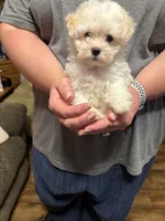 Little Bit , a female Maltipoo for sale in Summer Shade, KY – 2 of 6