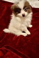 Bandit, a male Pomeranian for sale in Summer Shade, KY – 6 of 6