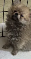 Penny, a female Pomeranian for sale in Summer Shade, KY – 8 of 8