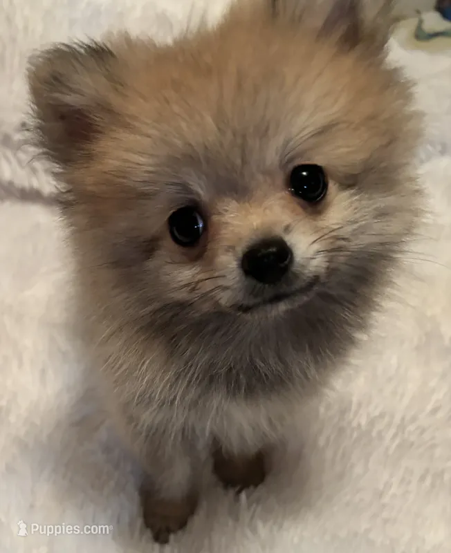 Tiny Penny.  – Pomeranian puppy for sale in Summer Shade, KY