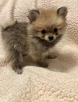 PENNY REDUCED. , a female Pomeranian for sale in Summer Shade, KY – 7 of 8