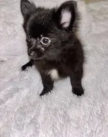 Mr Shiny, a male Pomeranian for sale in Summer Shade, KY – 2 of 6