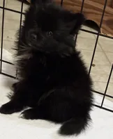 Charmer, a male Pomeranian for sale in Summer Shade, KY – 4 of 5