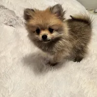 Tiny Penny. , a female Pomeranian for sale in Summer Shade, KY – 2 of 8