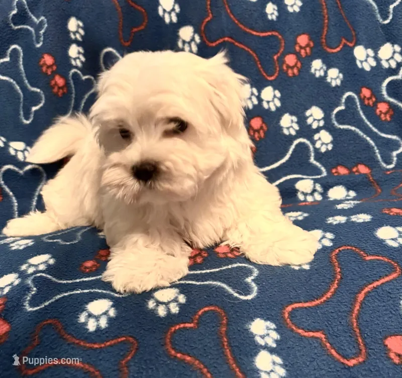 Samson (REDUCED) – Maltese puppy for sale in Summer Shade, KY