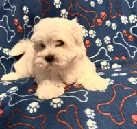 Gentle Samson, a male Maltese for sale in Summer Shade, KY – Photo 6 of 8