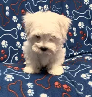 Gentle Samson, a male Maltese for sale in Summer Shade, KY – Photo 7 of 8
