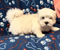 Gentle Samson, a male Maltese for sale in Summer Shade, KY – Photo 4 of 8