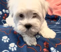 Gentle Samson, a male Maltese for sale in Summer Shade, KY – Photo 2 of 8