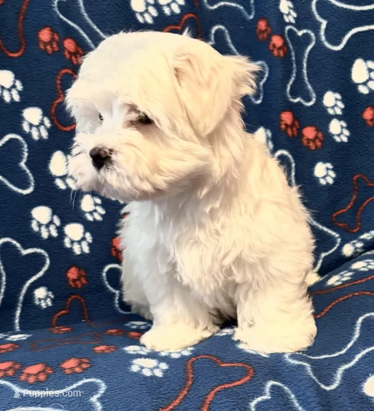 Samson – Maltese puppy for sale in Summer Shade, KY
