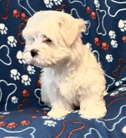 Gentle Samson, a male Maltese for sale in Summer Shade, KY – Photo 3 of 8