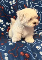 Gentle Samson, a male Maltese for sale in Summer Shade, KY – Photo 5 of 8