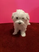 REDUCED. Prissy CKC , a female Maltese for sale in Summer Shade, KY – 7 of 9