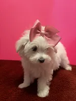 REDUCED. Prissy CKC , a female Maltese for sale in Summer Shade, KY – 5 of 9