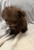 Pocket Pup , a male Poodle - Toy  for sale in Summer Shade, KY – 5 of 9